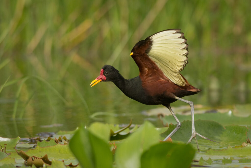 Jacana noir