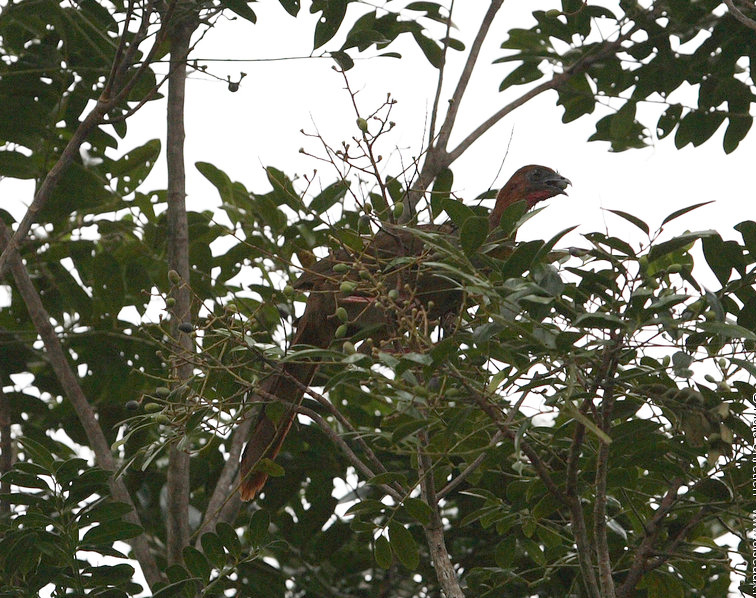 Ortalide motmot