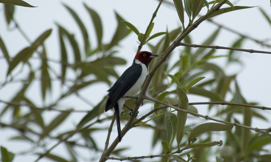 Paroare rougecap