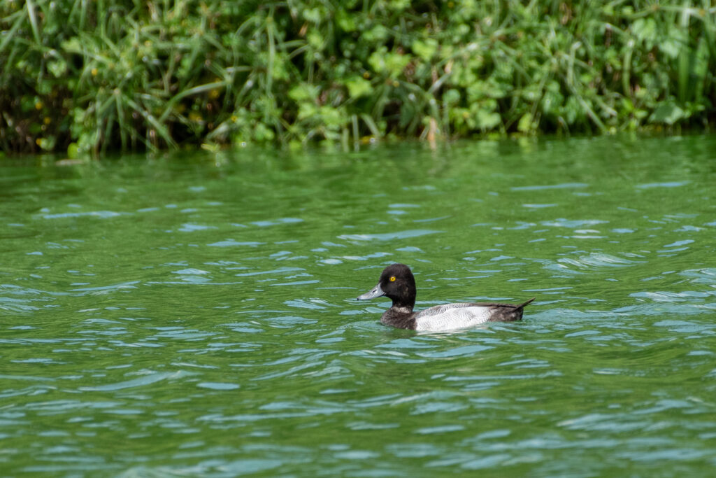 Fuligule à tête noire
(Petit Fuligule)