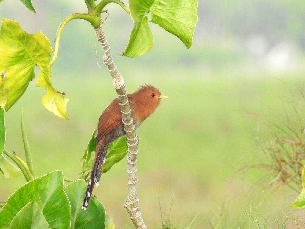 Petit Piaye