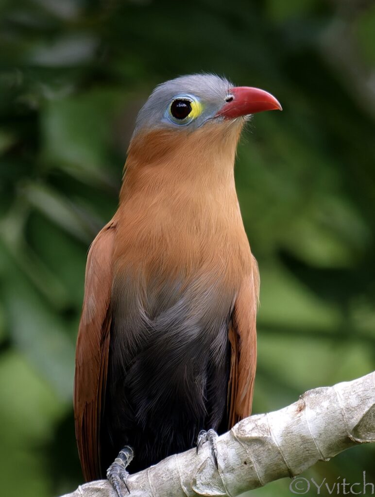 Piaye à ventre noir