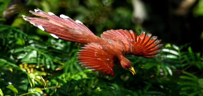 Piaye écureuil