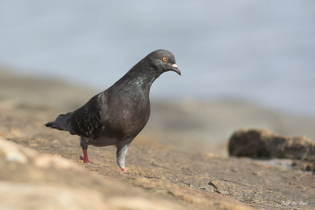Pigeon biset