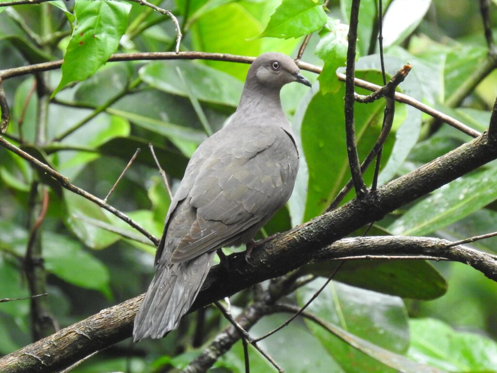 Pigeon plombé