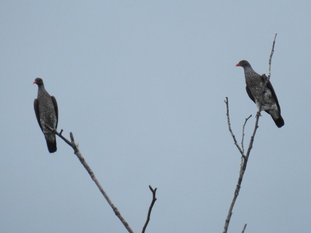 Pigeon ramiret