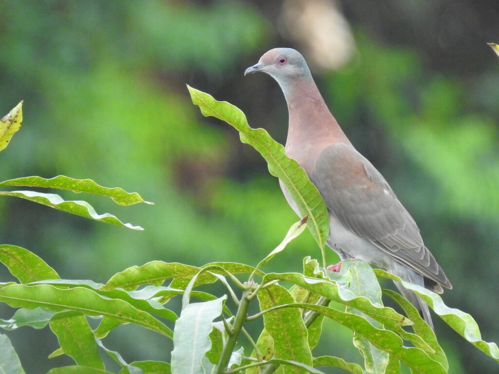 Pigeon rousset