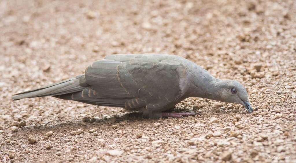 Pigeon vineux