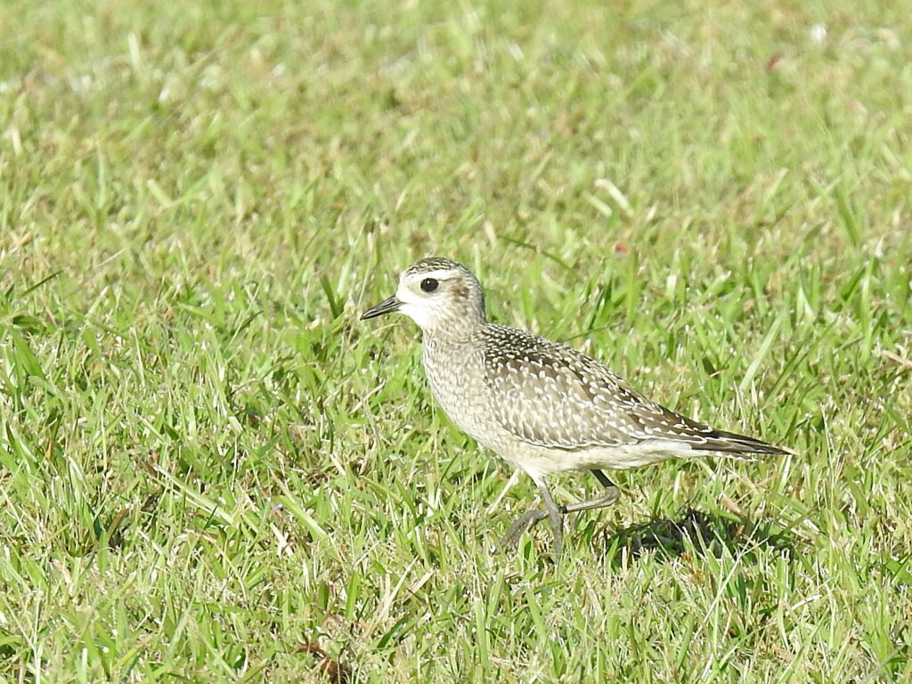 Pluvier bronzé