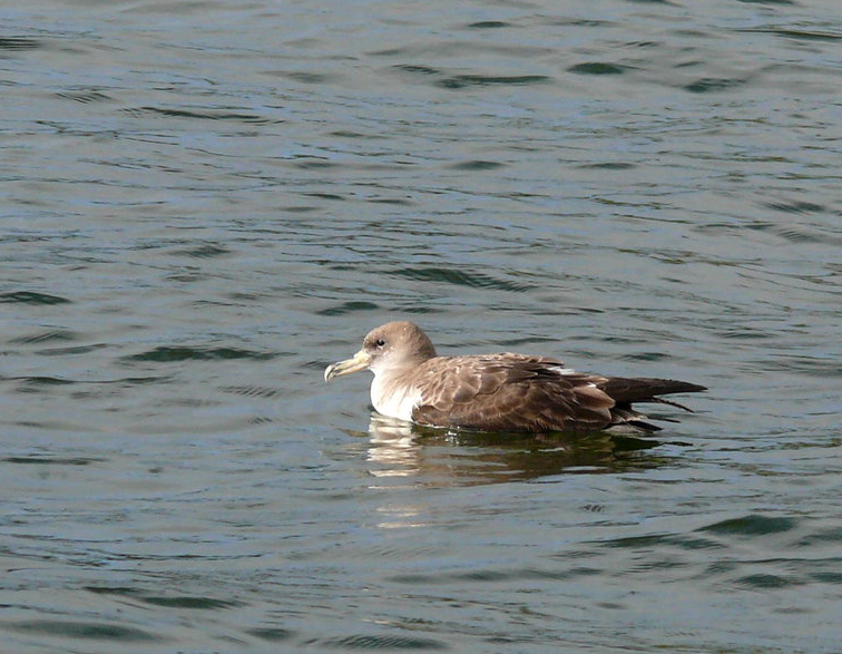 Puffin cendré