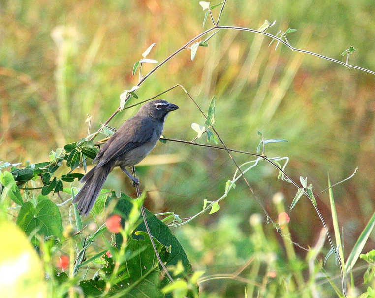 Saltator de Cabanis