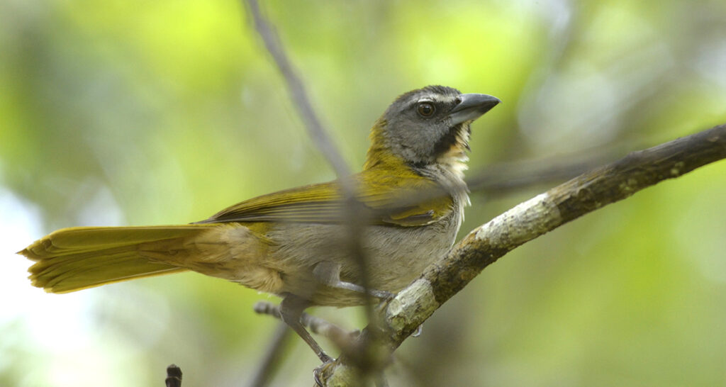 Saltator des grands-bois