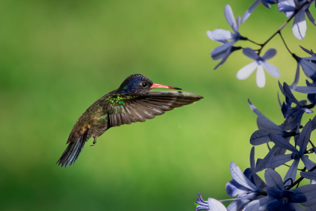 Saphir azuré
(Colibri azuré)