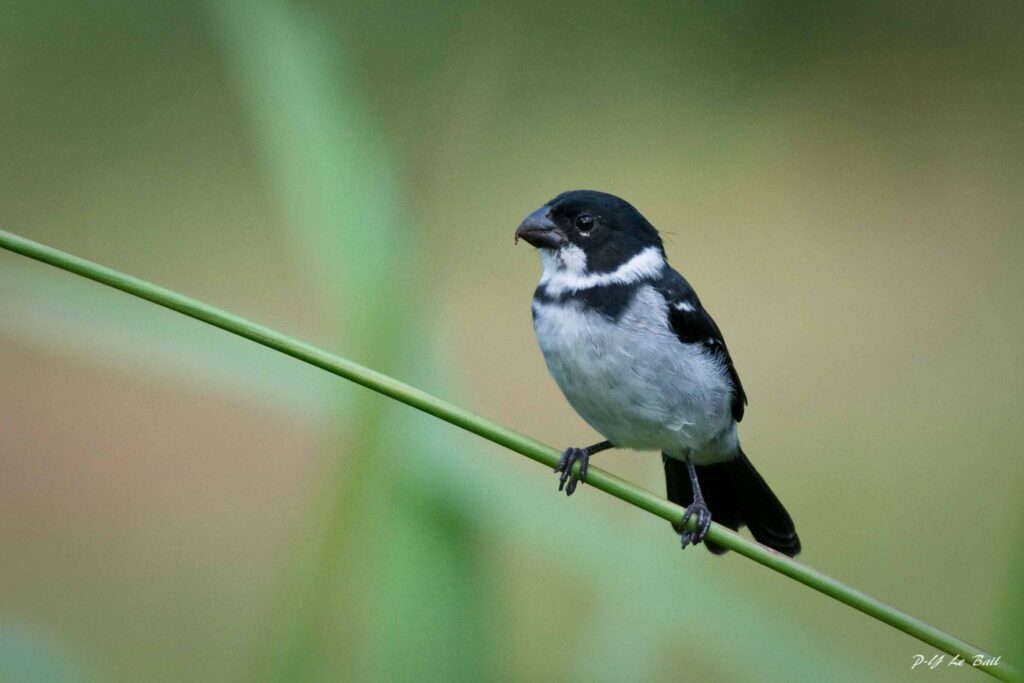 Sporophile à ailes blanches