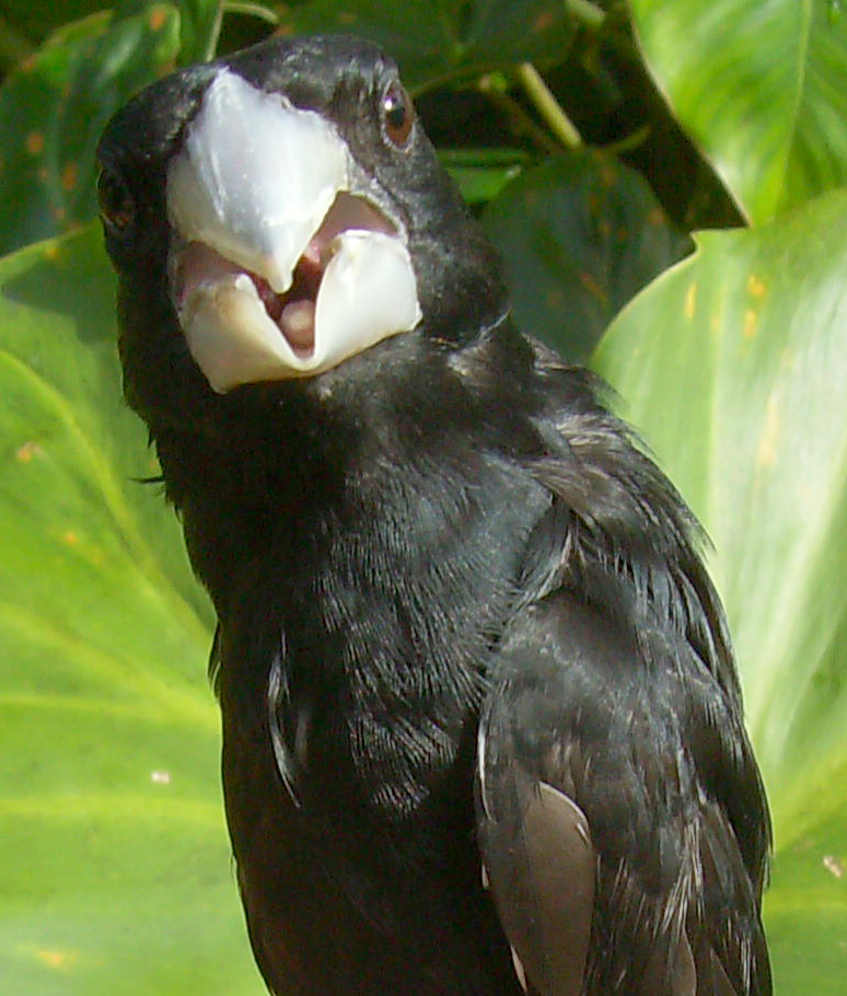 Sporophile crassirostre
