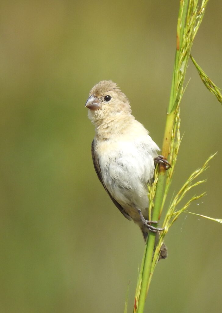 Sporophile gris-de-plomb