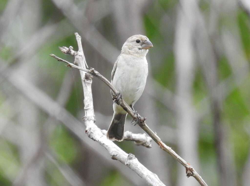 Sporophile gris-de-plomb