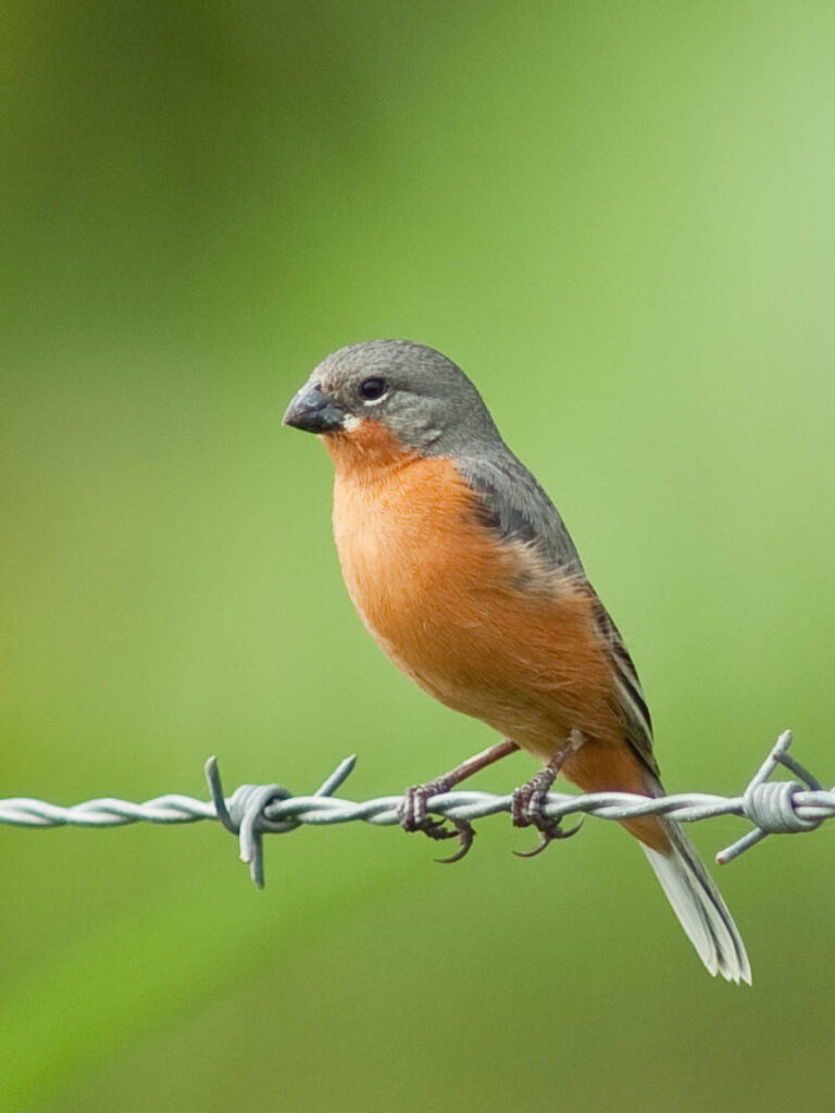 Sporophile petit-louis