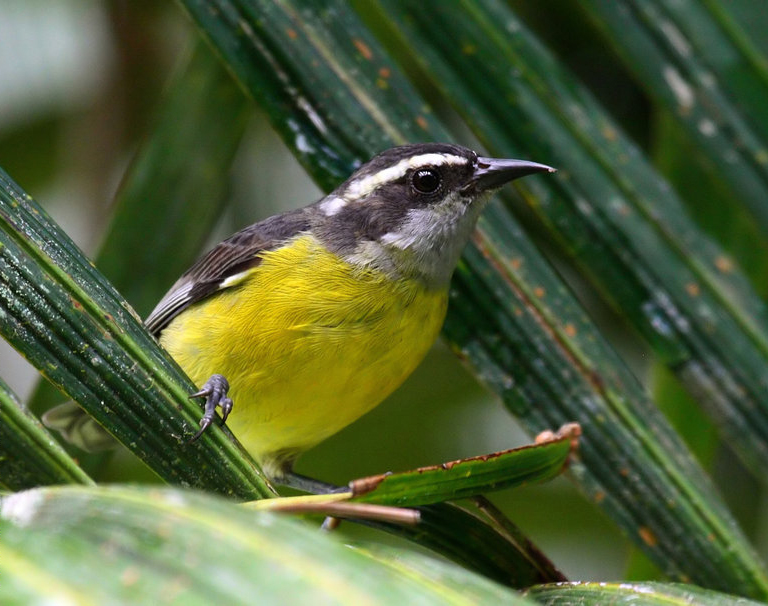 Sucrier à ventre jaune