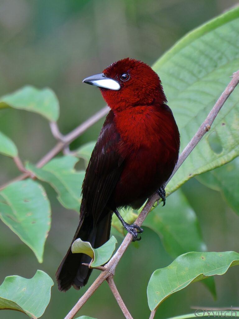Tangara à bec d’argent