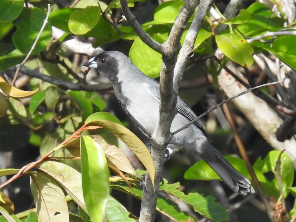 Tangara à camail