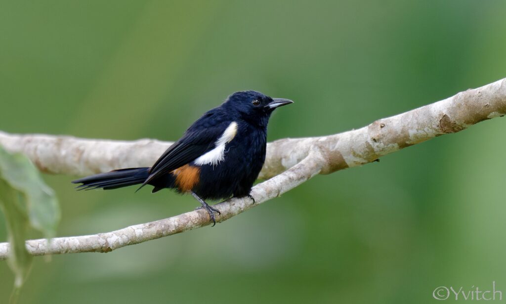 Tangara à crête fauve