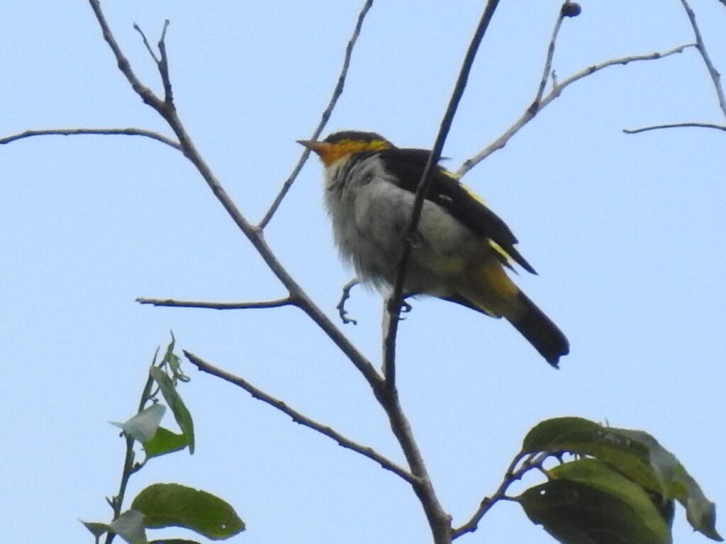 Tangara à dos jaune