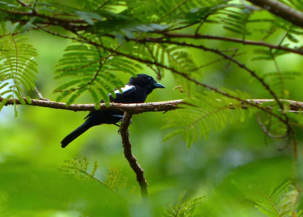 Tangara à épaulettes blanches