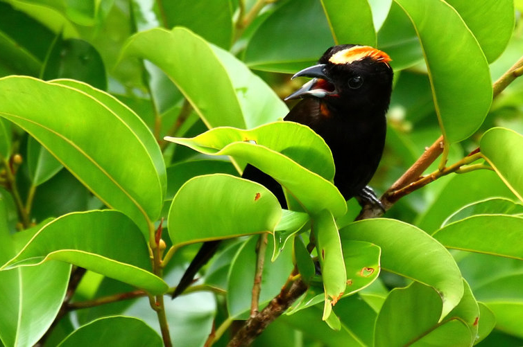 Tangara à huppe ignée