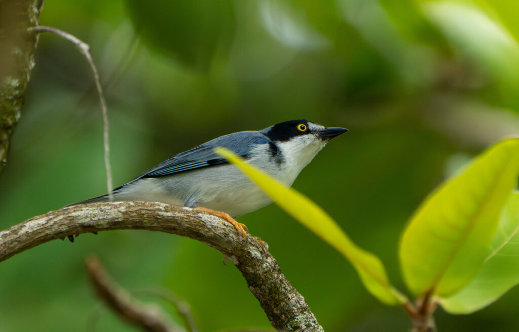 Tangara coiffe-noire