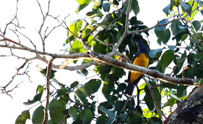 Tangara cyanictère