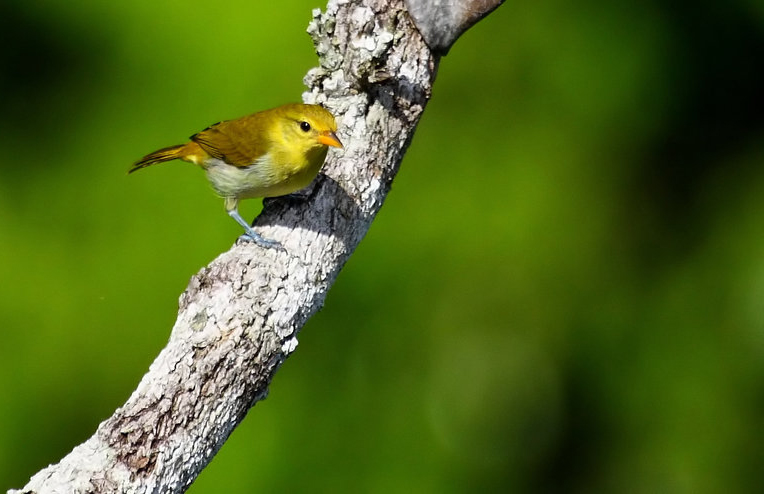Tangara guira