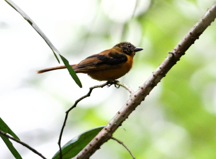 Tangara mordoré