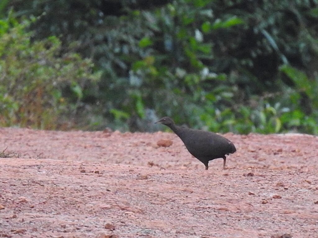 Tinamou cendré