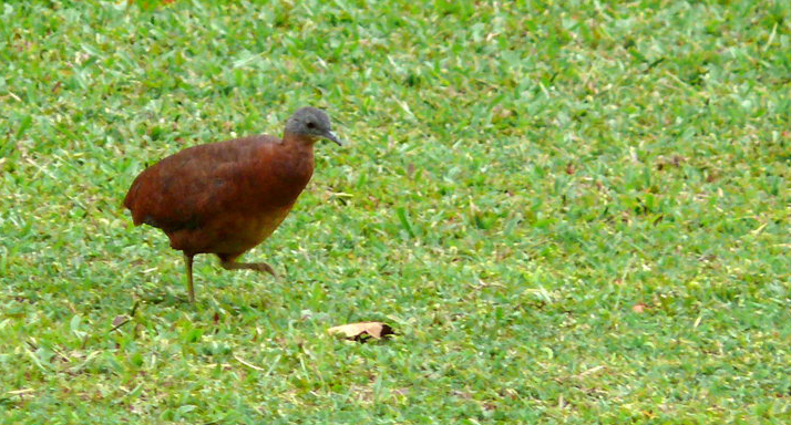 Tinamou soui