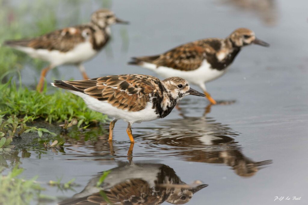 Tournepierre à collier