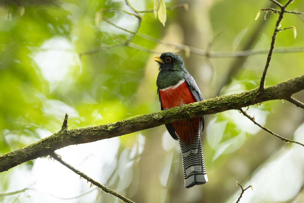 Trogon rosalba
