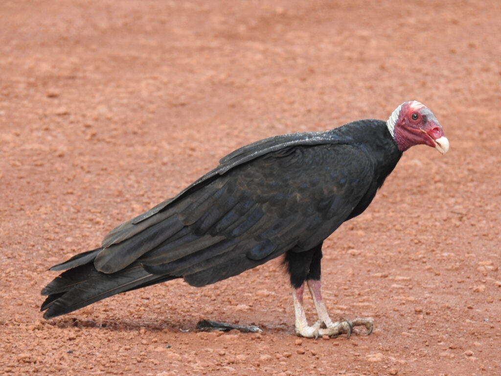 Urubu à tête rouge
