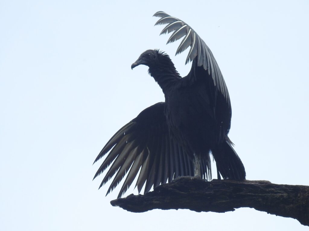 Urubu noir