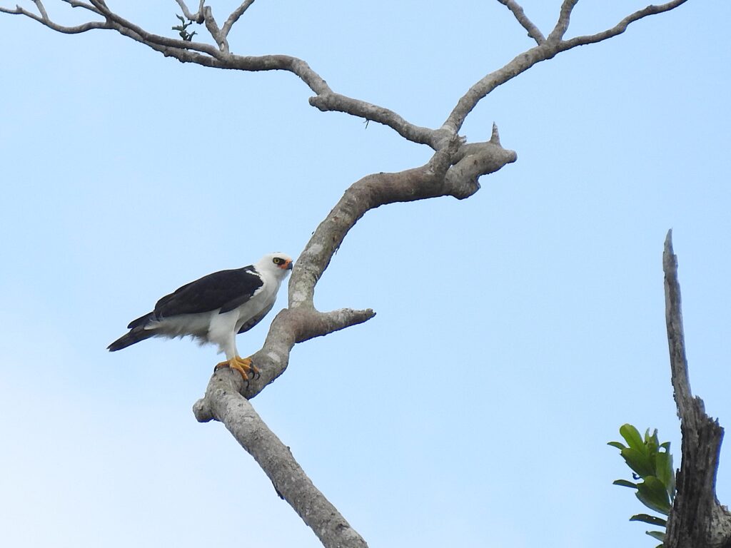 Aigle noir-et-blanc