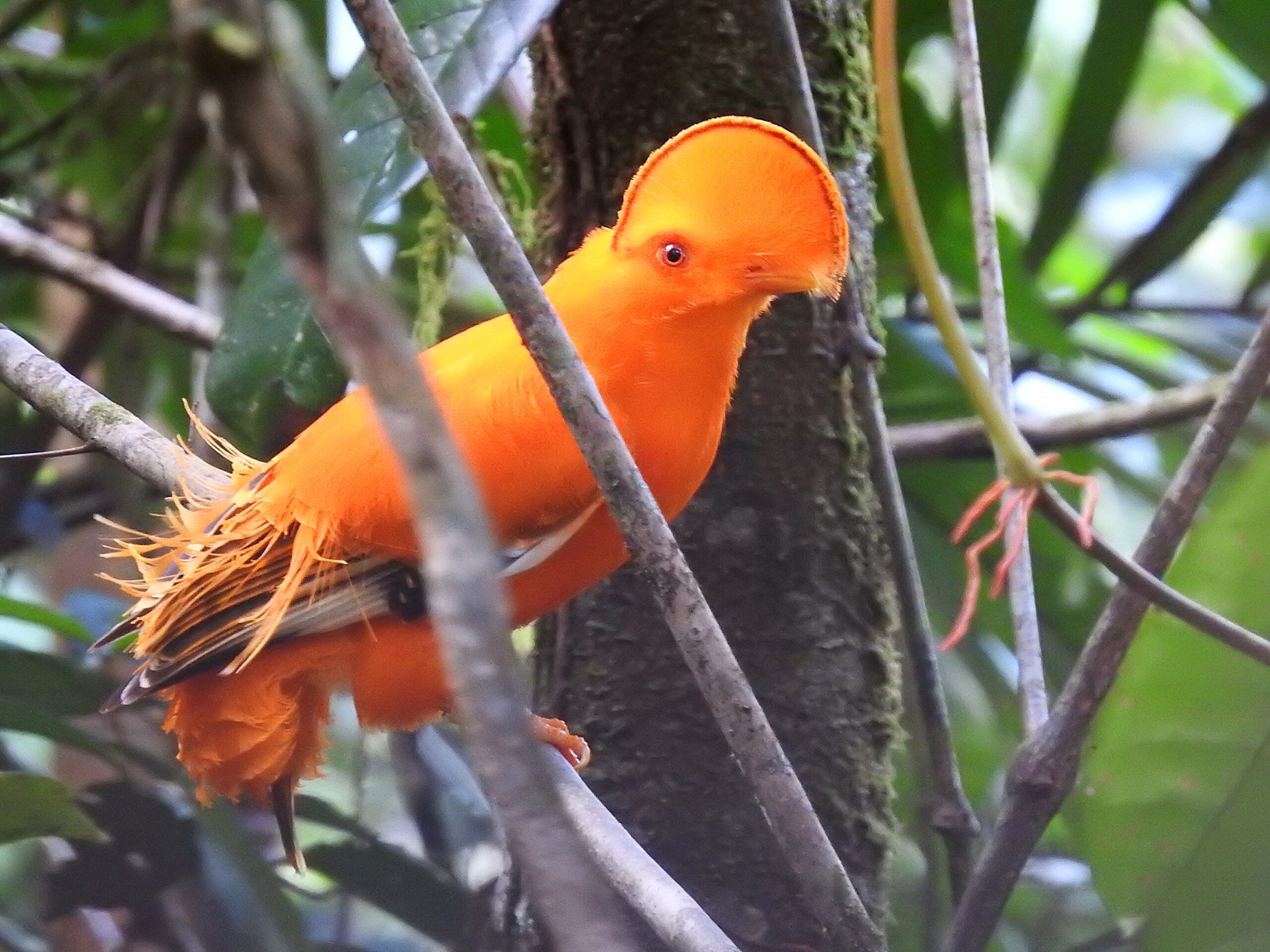 Coq-de-roche orange