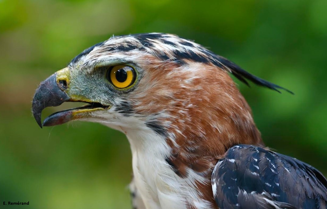 Suivi d’un Aigle orné       