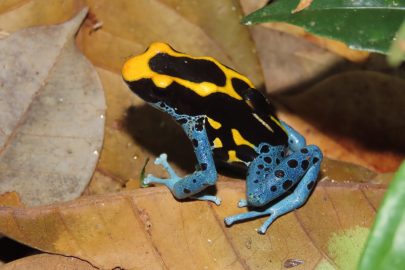 Analyse dendrobate_janv 2025_R.Foucher (2)