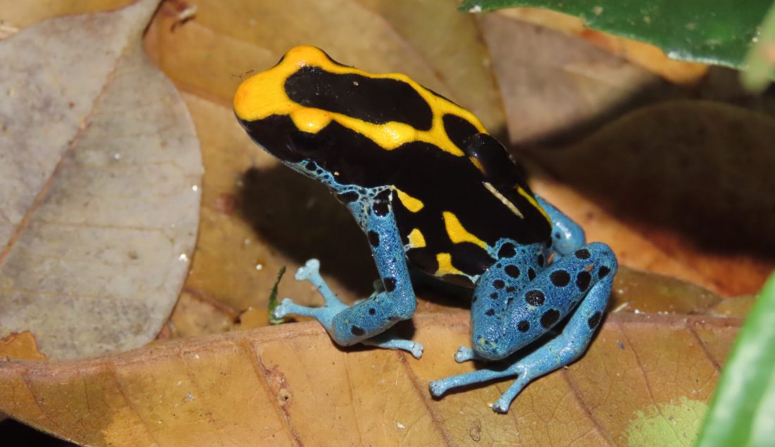 Analyse dendrobate_janv 2025_R.Foucher (2)