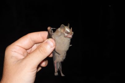 Chauve-souris_GEPOG