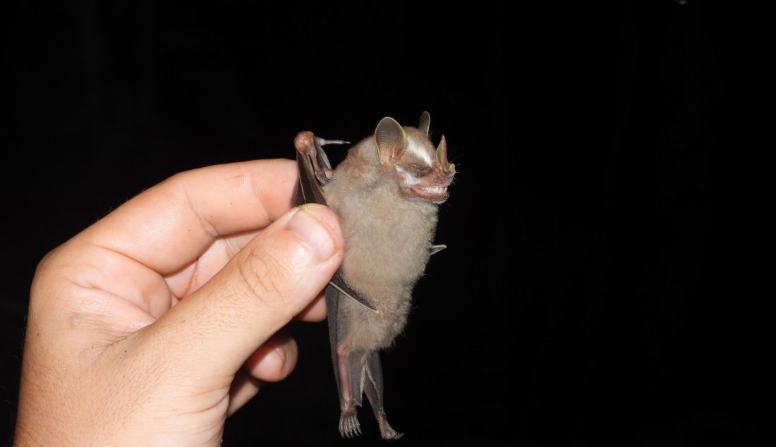 Chauve-souris_GEPOG