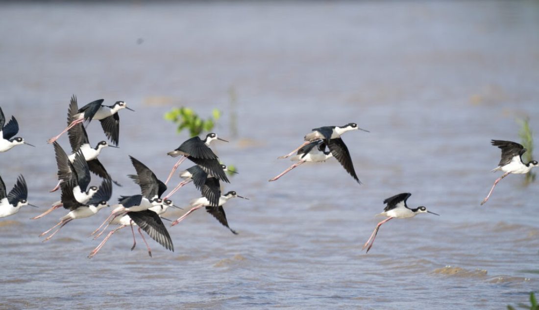 Comptages wetlands 2025_photo