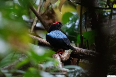 Manakin tijé_LIMBER