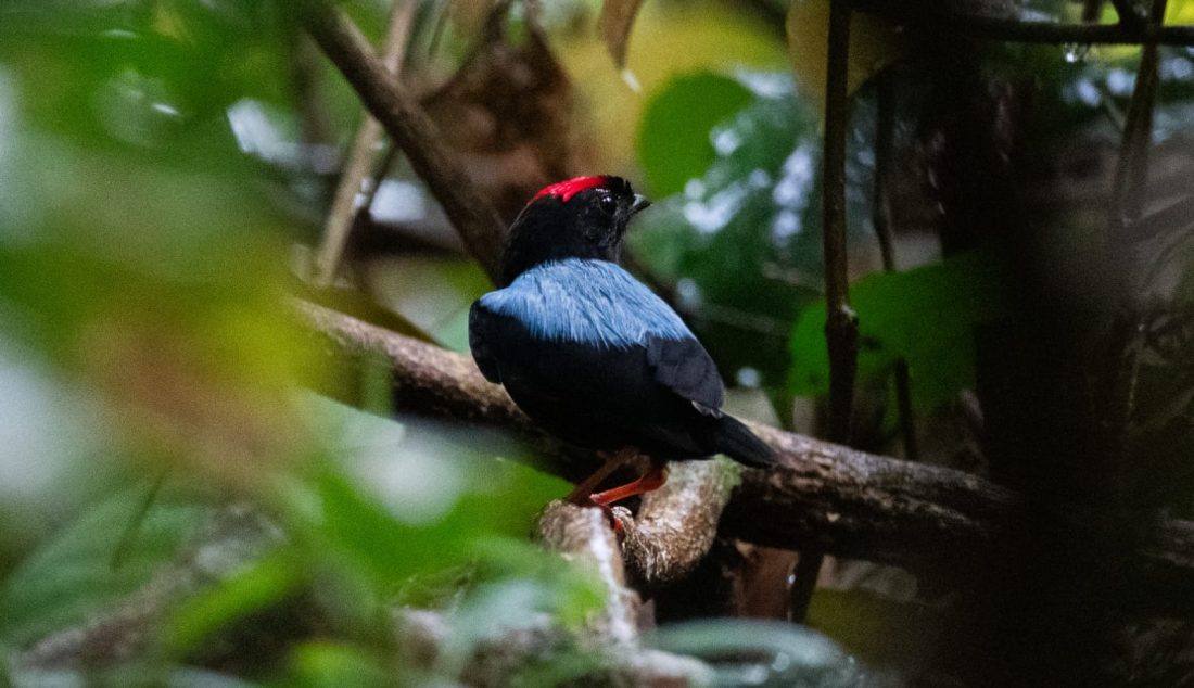 Manakin tijé_LIMBER