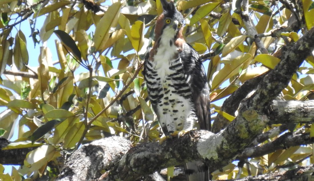 Spizaetus ornatus (Régina, pK154 251119) O.Claessens_DSCN0625b